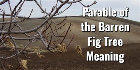 The Parable of the Barren Fig Tree Meaning & Key Bible VersesLord's Library