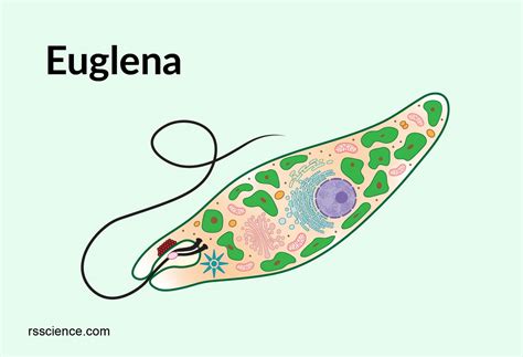 What Does Euglena Gracilis Do for the Environment - MarquisekruwPatel