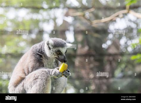 Ring Tailed Lemur eating fruit Stock Photo - Alamy