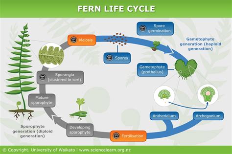 Fern life cycle — Science Learning Hub