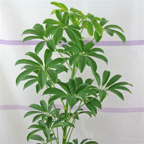 Schefflera arboricola