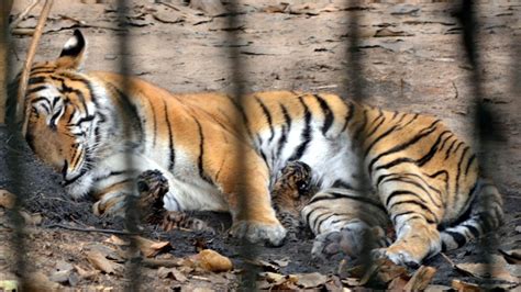 Assam State Zoo Celebrates the Birth of Two Royal Bengal Tiger Cubs ...