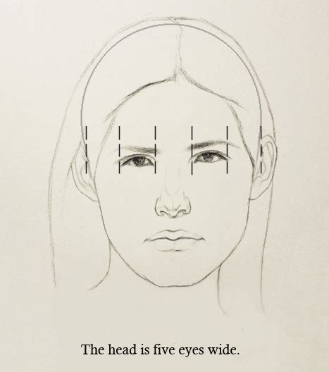 How To Draw The Proportions Of Face - Intelligencesupply16