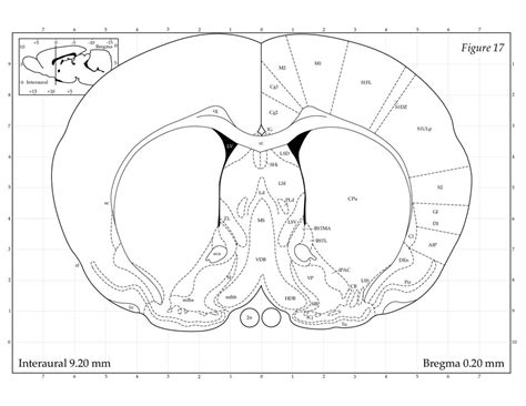 Anatomy Of The Rat - Anatomical Charts & Posters