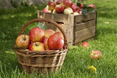 Fall Activities | Apple Picking