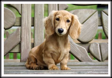 Cream Puff ~ Reevesdachs Miniature Dachshunds