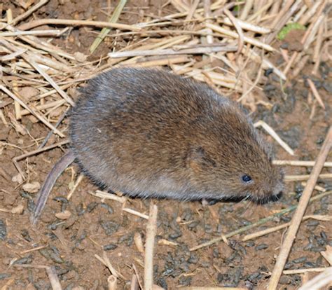 Moles, Voles and Shrews - Loudoun Wildlife Conservancy