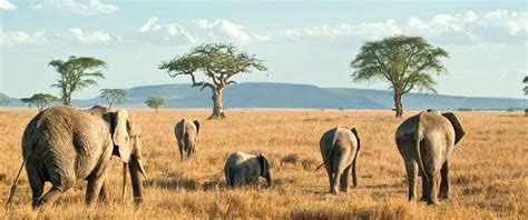 Serengeti National Park Animals | Serengeti National Park Safaris