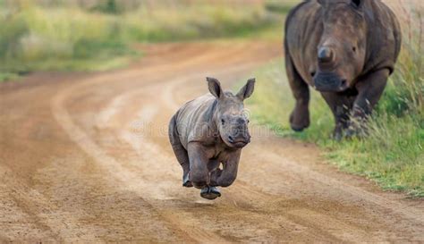 3,883 Baby Rhino Stock Photos - Free & Royalty-Free Stock Photos from ...