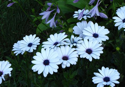 Blue Daisy Flower Garden Photograph by Tony Grider