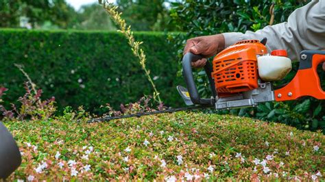 Shrub Trimming vs. Pruning: What’s the Difference & How Will a ...