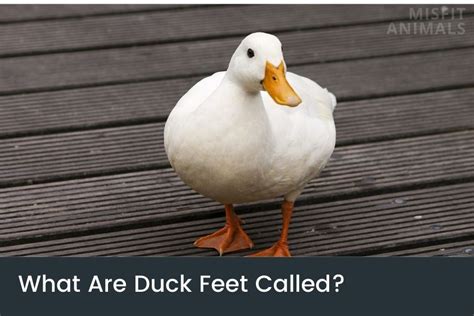 What Are Duck Feet Called? (Ducks Webbed Feet)