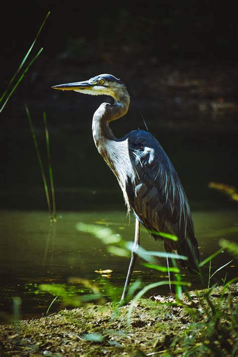 Black Egret · Free Stock Photo