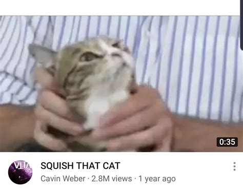 Squish that cat : r/memes