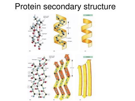 Secondary Structure Of Protein Model