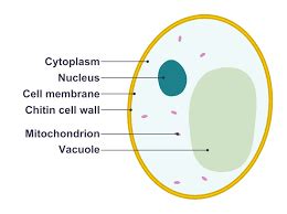 Cytoplasm: Function and Facts | Cytoplasm Analogy