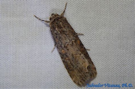 Lepidoptera-Noctuidae-Spodoptera exigua-Small Mottled Willow Moth (A ...