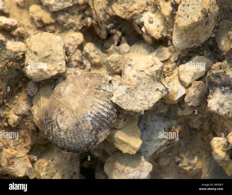 Devonian period fossils, Rockford Fossil and Prairie Park, Floyd County ...