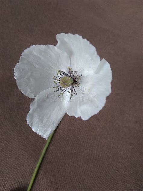 White Poppy Symbol of Peace Stock Photo - Image of peace, white: 165385668