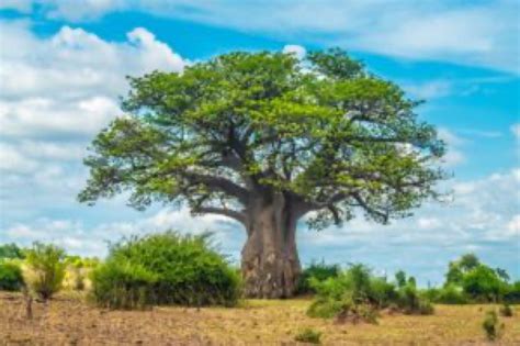 Is the Famous Baobab Tree Under Threat from Climate Change?