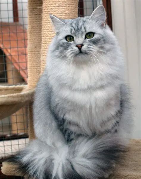 50+ Stunning Siberian Cat Colors & Patterns: Discover Them All | ThePetFAQ