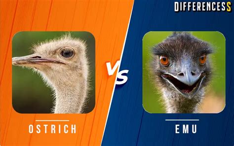 Ostrich Vs Emu Differences And Comparison » Differencess