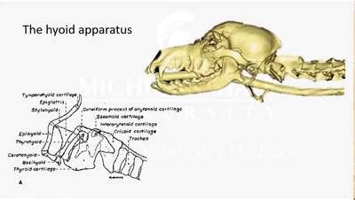 VM 525-Hyoid apparatus (video presentation) - MSU MediaSpace