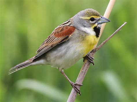 Dickcissel - eBird