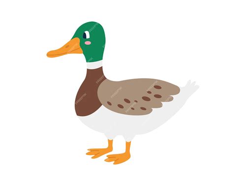 Premium Vector | Cute duck drake on white background vector image in a ...