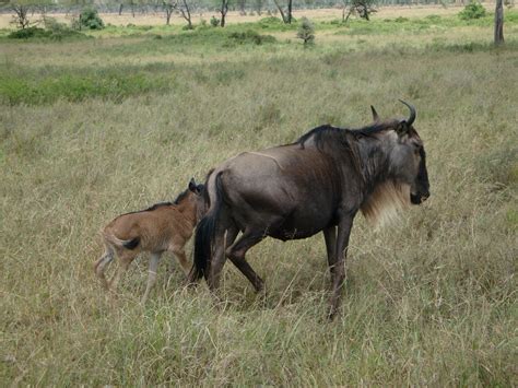 wildebeest with calf 2 Free Photo Download | FreeImages