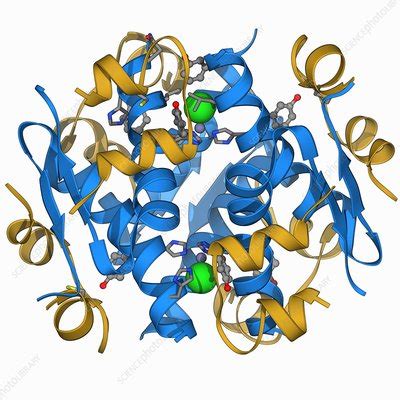 Insulin molecule - Stock Image - F006/9558 - Science Photo Library