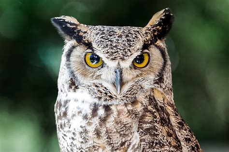 What is the World's Largest Owl Species? - WorldAtlas