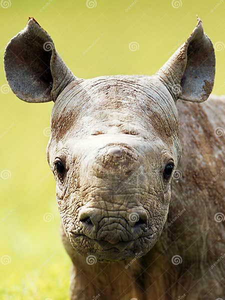 Rhino stock image. Image of face, young, head, horn, muzzle - 42817111