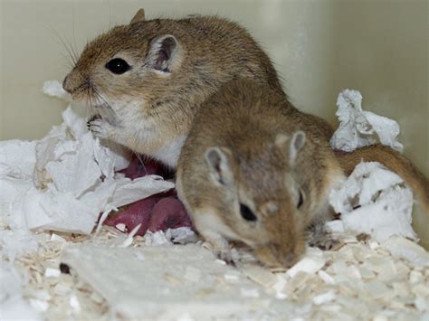 Housing and husbandry: Gerbil | NC3Rs