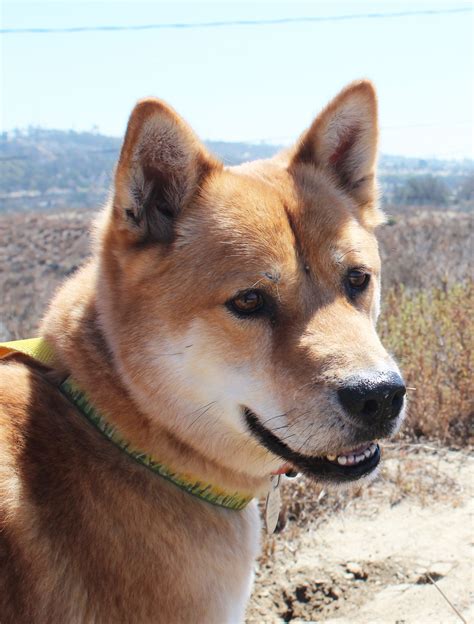 Korean Jindo Dog Breed Information Center - A Guide To The Jindo Dog