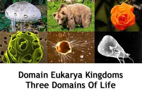 Domain Eukarya Kingdoms | Three Domains of Life | BioExplorer