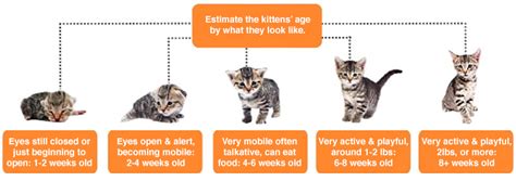 Kitten Age Chart Teeth Save 35% | tratenor.es