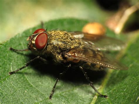 Cluster Fly Facts & Control: How to Get Rid of Cluster Flies