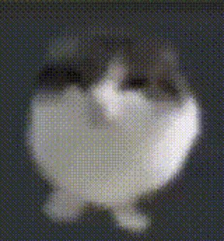 Egg Cat GIF - Egg Cat - Discover & Share GIFs