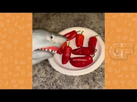 The Best 30 Shark Puppet Meme Gif - schutetvesz