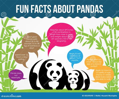 Interesting Facts About Pandas / Panda Facts | Interesting Things About ...