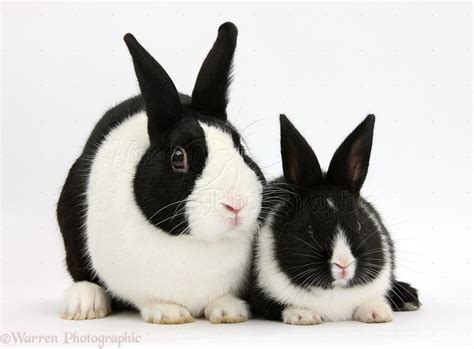 Black Dwarf Rabbit