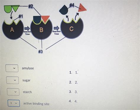 Label the diagram of the enzyme substrate complex: - brainly.com