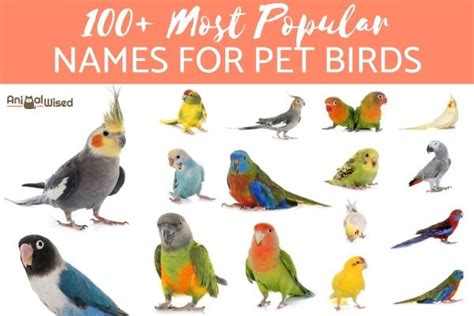 100 Popular Bird Names - Male & Female Pet Bird Name Ideas