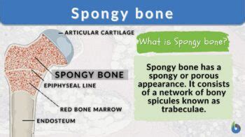 Spongy bone - Definition and Examples - Biology Online Dictionary