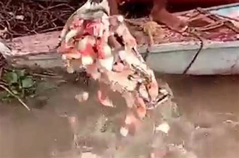 Amazon piranha filmed in feeding frenzy | Daily Mail Online