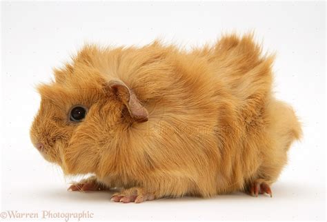 Red Abyssinian Guinea pig photo WP15182