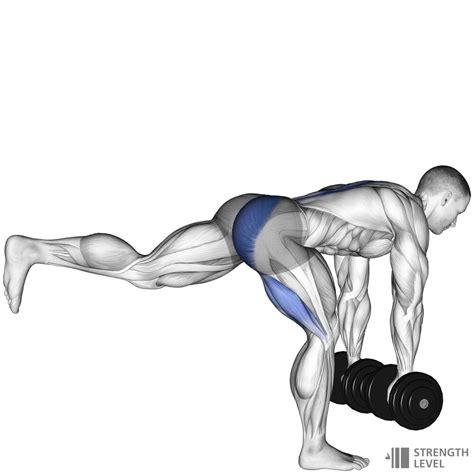 Single Leg Dumbbell Deadlift Standards for Men and Women (lb ...