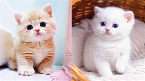 15 bức ảnh pics of cats cute đáng yêu để bạn không thể bỏ qua