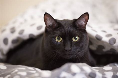 List of Black Cat Breeds [With Pictures]